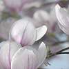 Magnolia virág fali poszter