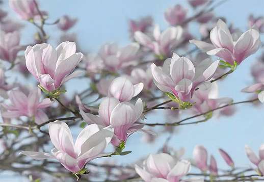 Magnolia virág fali poszter