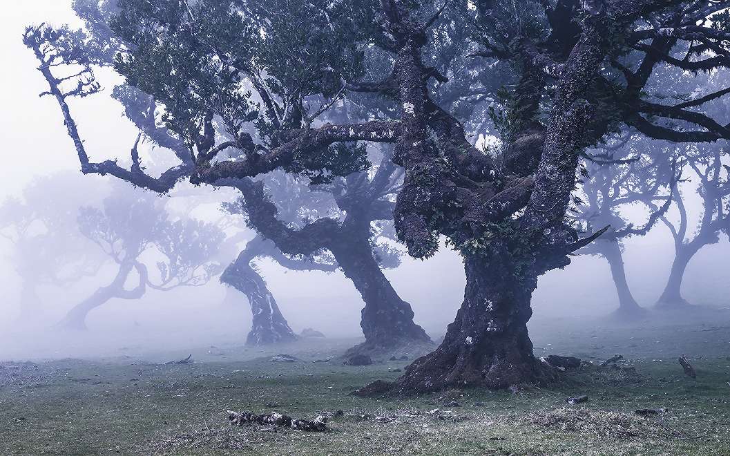 Misztikus csikorgó babér fák fali poszter