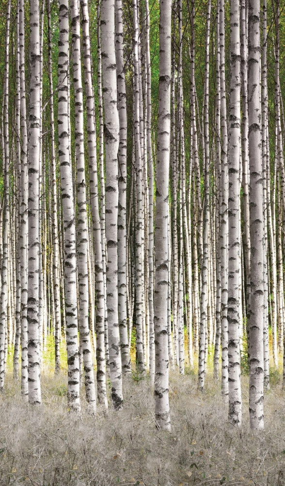 Mosható poszter tapéta nyírfa erdei tájkép mintával