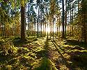 Napkelte az erdőben mintás fali poszter 368x254 vlies