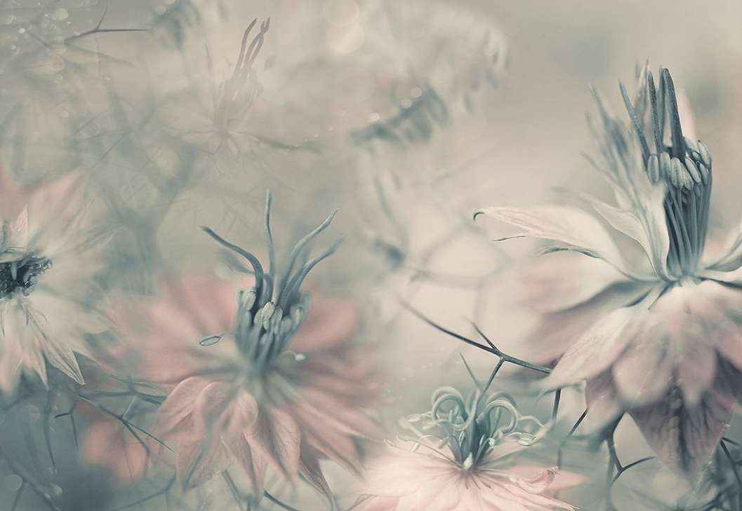 Nigella virágai fali poszter