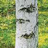 Nyírfa erdei mintás fali poszter