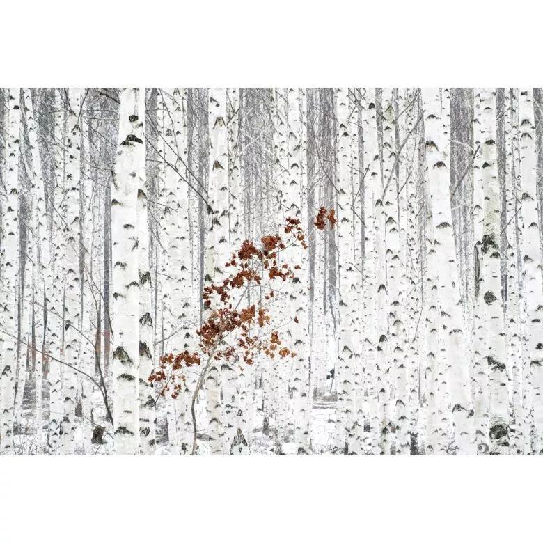 Nyírfa erdő mintás vlies fali poszter