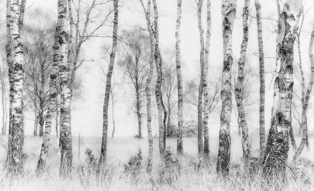 Nyírfa erdő mintás poszter tapéta fekete fehér színvilágban