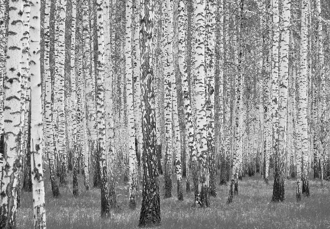 Nyírfa erdő mintás vlies poszter tapéta fekete fehér színben 368x254 vlies