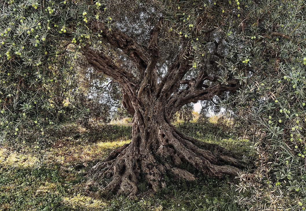 Olíva fa, mediterrán hangulat