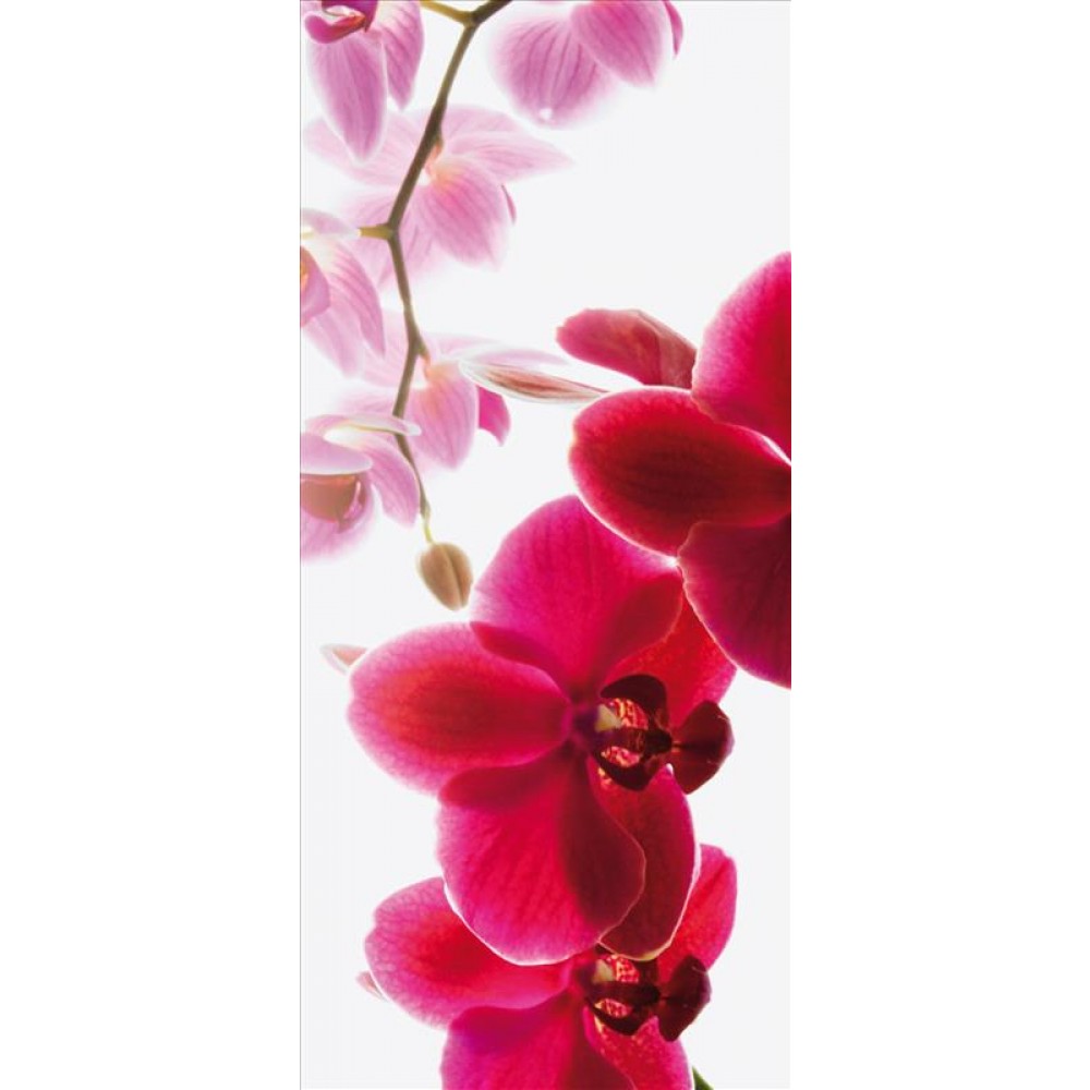 Orchidea fali poszter ajtóra