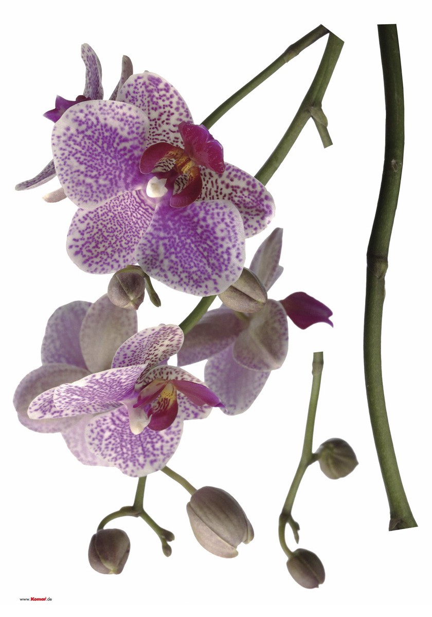 Orchidea falmatrica