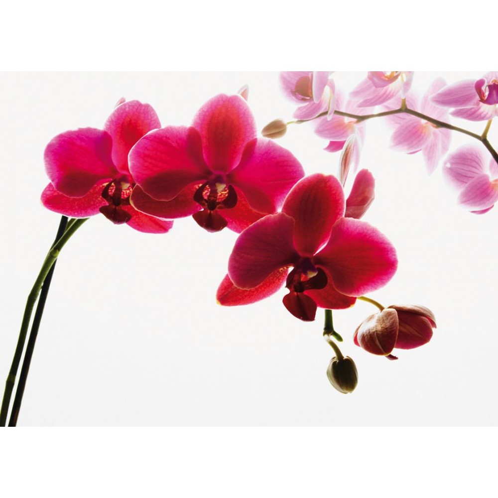 Orchidea óriás fali poszter