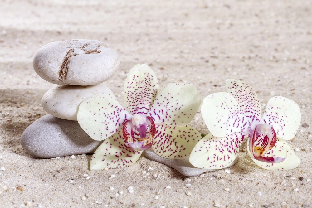 Orchidea virág mintás vlies fali poszter