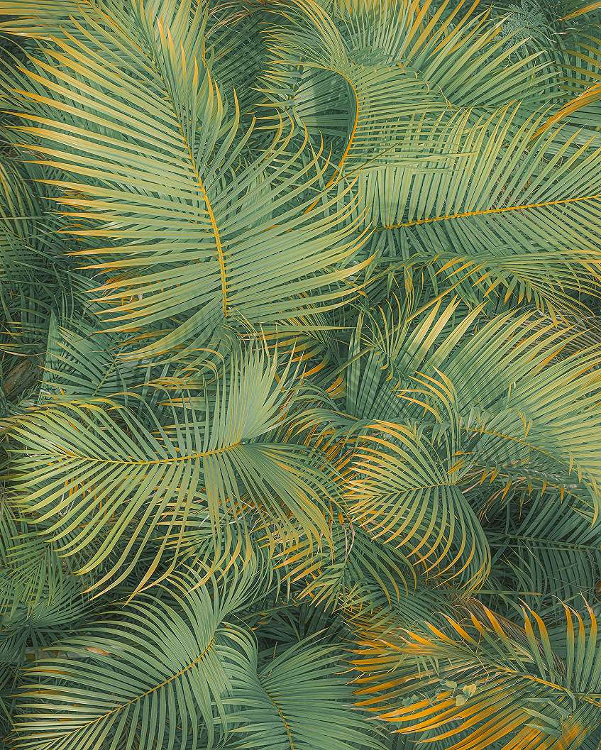 Óriás zöld pálmalevél mintás elegáns fotótapéta