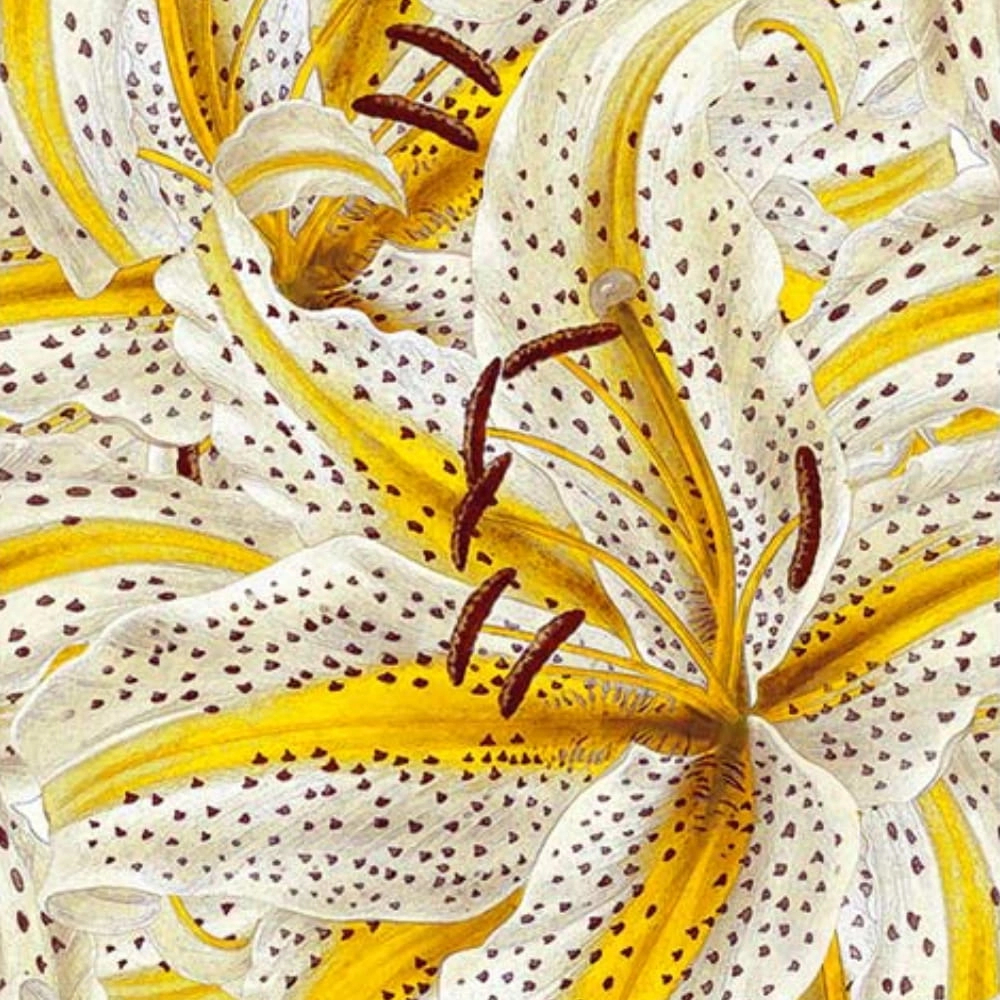 Sárga és fehér színű csillagliliom mintás design fali poszter