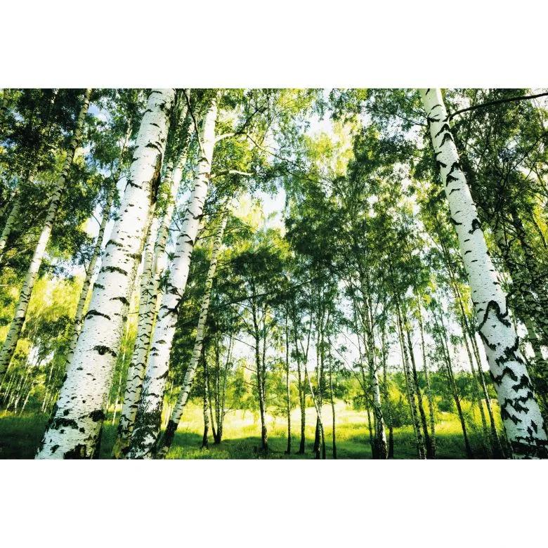 Tavaszi hangulatú nyírfa erdő mintás fali poszter
