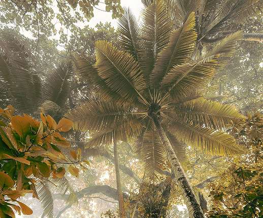 Trópus dzsungel mintás vlies poszter tapéta különleges panoráma nézettel