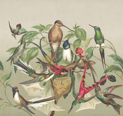 Vintage trópusi botanikus madár mintás vlies poszter tapéta