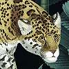 Vlies fali poszter modern dzsungel és leopárd mintával