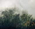 Vlies fotótapéta ködös kárpátok erdő mintával