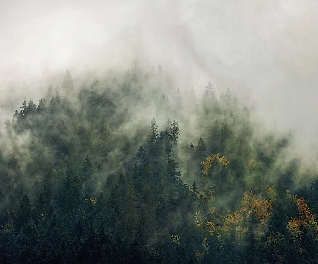 Vlies fotótapéta ködös kárpátok erdő mintával