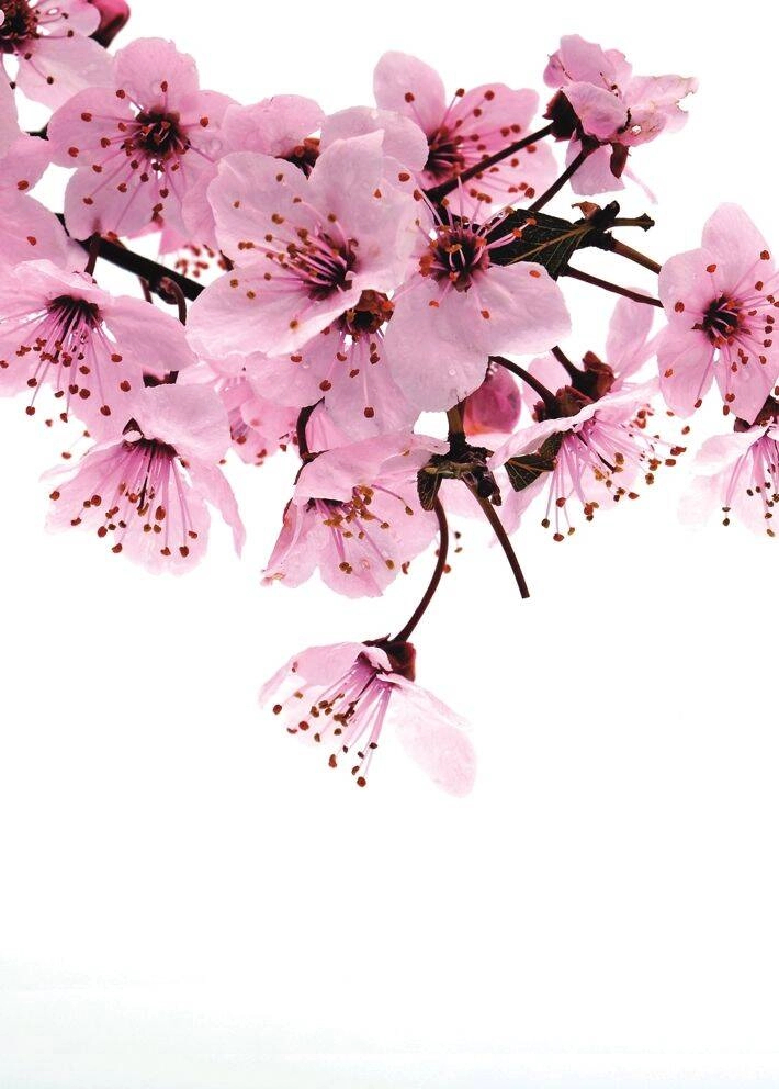 Vlies poszter tapéta romantikus rózsaszín cseresznyefa mintával
