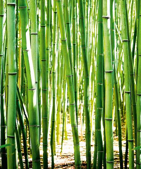 Zöld bambusz mintás vlies poszter