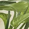 Zöld banánlevél mintás modern vlies design tapéta