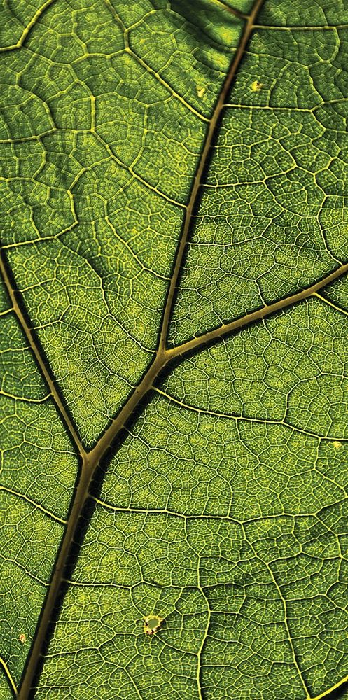 Zöld levél erezet mintás design fotótapéta egyedi méretben
